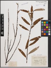 Foto von Salix cinerea L. x Salix viminalis L.